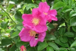 Rose 'Moje Hammarberg' (Strauchrose)