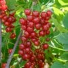 Ribes Rubrum 'Jonkheer Van Tets' (Rote Johannisbeere) -StaudenWelt Verkäufe 12260 Ribes 20rubrum 20Jonkheer 20van 20Tets Rote 20Johannisbeere 1