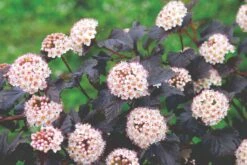 Physocarpus Opulifolius 'Diabolo' (Virginia-Blasenspiere)