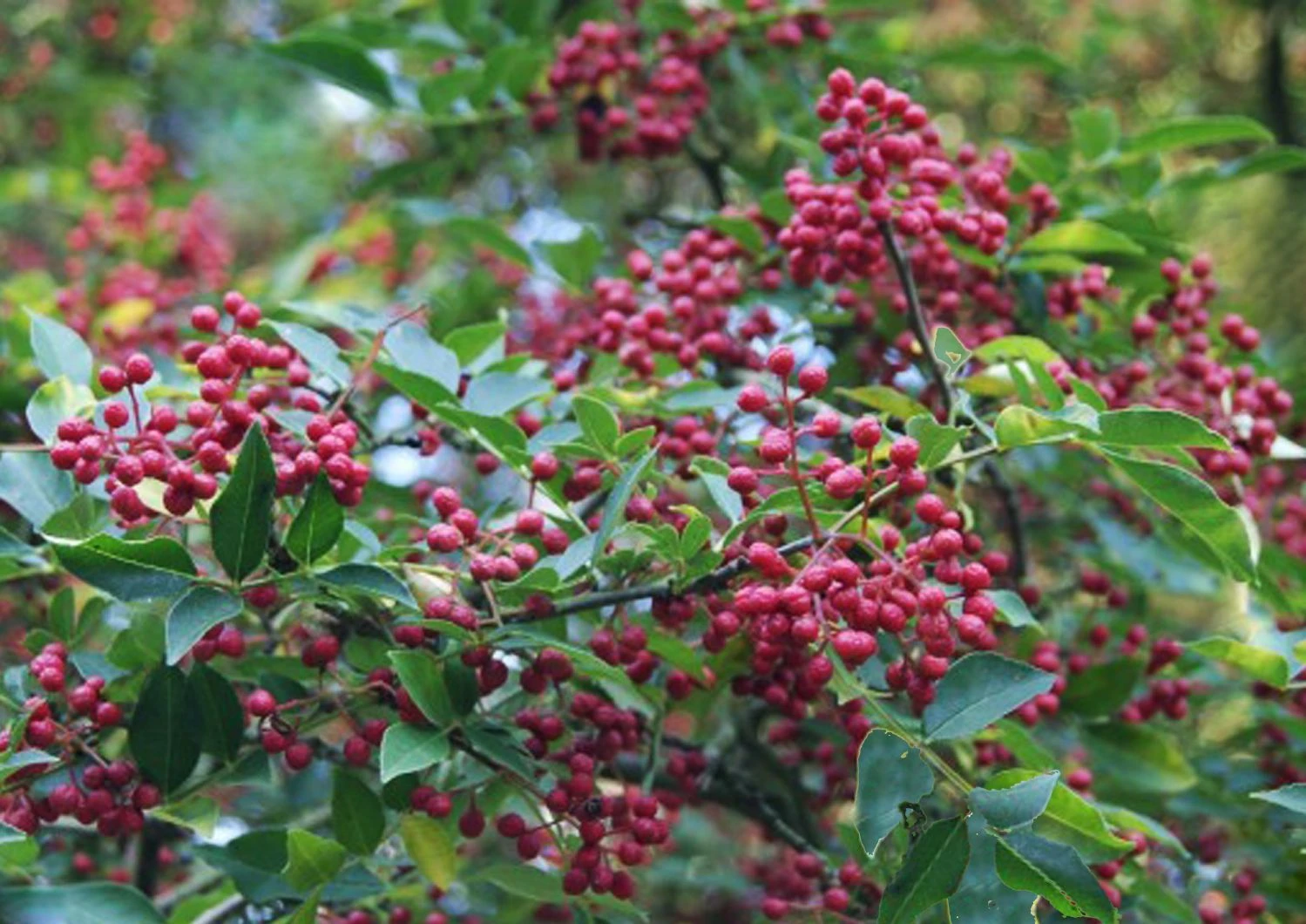 Zanthoxylum Simulans (Szechuanpfeffer) 3 Zanthoxylum Simulans (Szechuanpfeffer)