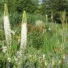 Eremurus Himalaicus (Himalaya-Steppenkerze) -StaudenWelt Verkäufe 1866 Eremurus 20himalaicus Himalaya Steppenkerze 1 eaa17ca6 43ec 429b ab24 63c18ac4fc29