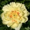 Paeonia Itoh-Hybride 'Bartzella' (Intersektionelle Pfingstrose) -StaudenWelt Verkäufe 2000002 Paeonia 20Itoh Hybride 20Bartzella Intersektionelle 20Pfingstrose 1 cc89e7f5 d686 466d a63a d28934443a97