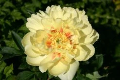 Paeonia Itoh-Hybride 'Bartzella' (Intersektionelle Pfingstrose)