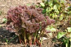 Paeonia Itoh-Hybride 'Bartzella' (Intersektionelle Pfingstrose) -StaudenWelt Verkäufe 2000002 Paeonia 20Itoh Hybride 20Bartzella Intersektionelle 20Pfingstrose 6 8e3682ed d89a 417c 9b13 2e8374a9778f