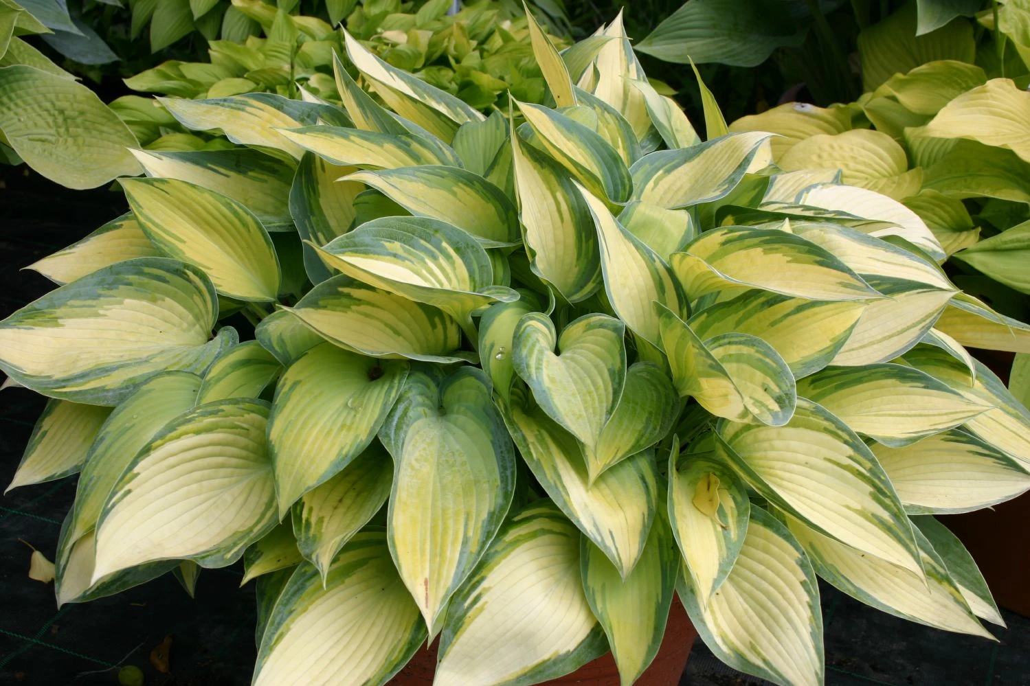 Hosta 'June' (Funkie | Herzblattlilie) 3 Hosta 'June' (Funkie | Herzblattlilie)