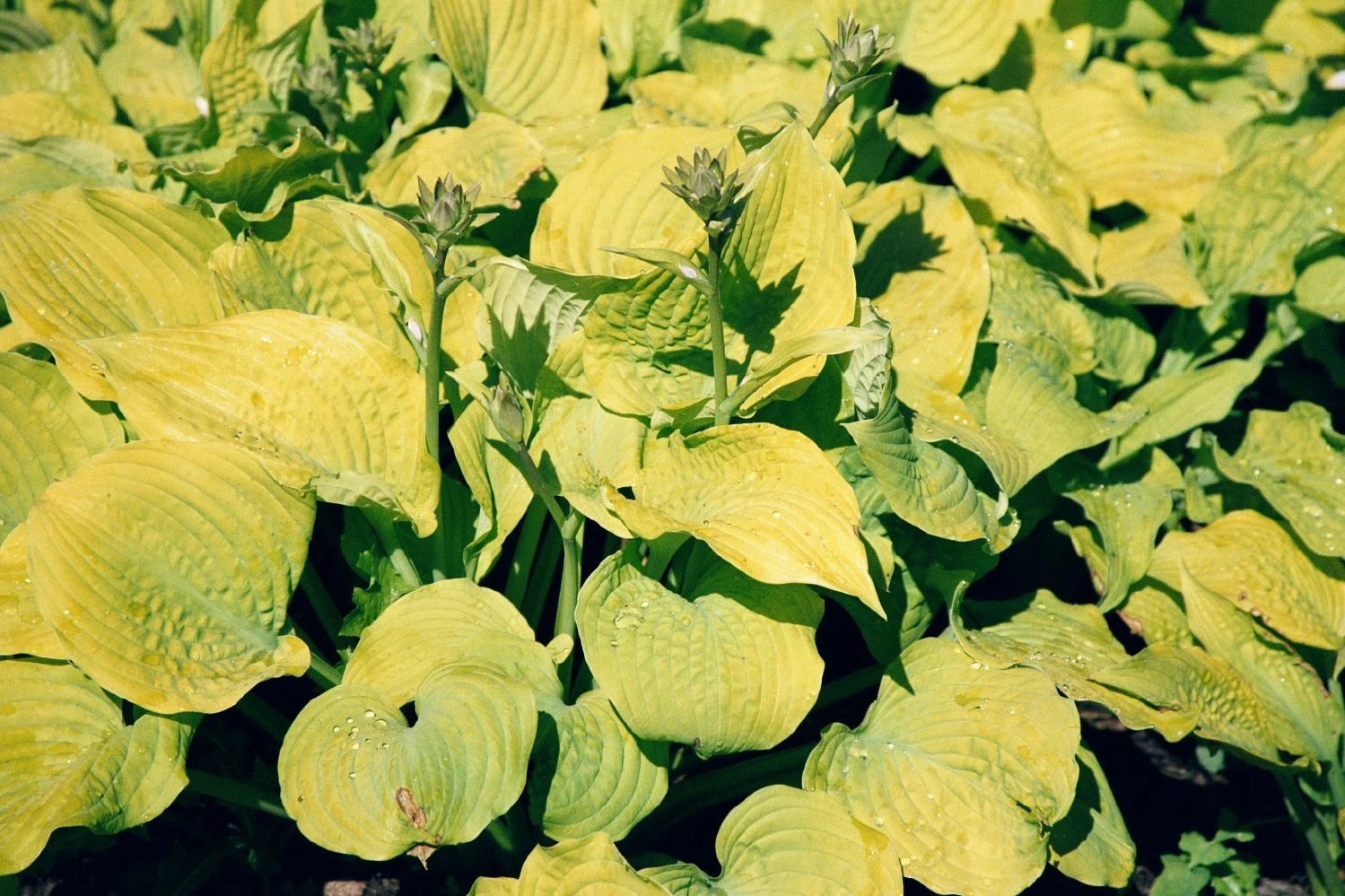 Hosta 'Sum And Substance' (Funkie | Herzblatt-Lilie) 4 Hosta 'Sum And Substance' (Funkie | Herzblatt-Lilie) – Bild 2