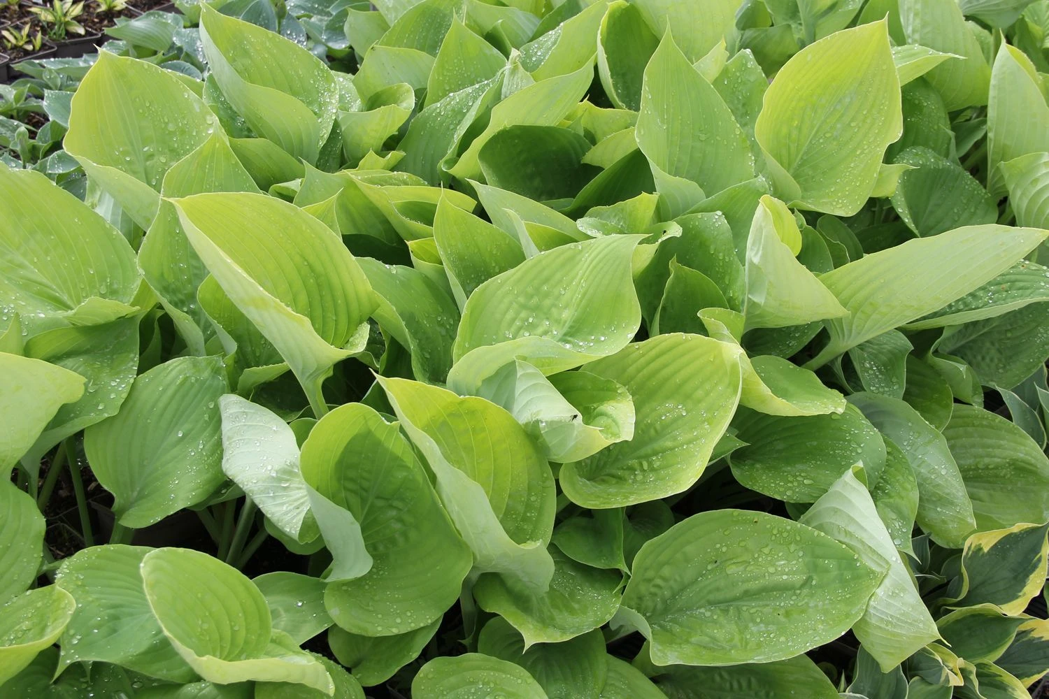 Hosta 'Sum And Substance' (Funkie | Herzblatt-Lilie) 5 Hosta 'Sum And Substance' (Funkie | Herzblatt-Lilie) – Bild 3