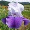 Iris Barbata-Elatior 'Helen Von Zeppelin' (Hohe Bartschwertlilie) -StaudenWelt Verkäufe 2000510 Iris 20Barbata Elatior 20Helen 20von 20Zeppelin Hohe 20Bartschwertlilie 1 00570dfd 3587 4a71 bb33 1bb6a177a7b9