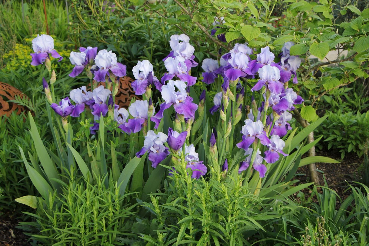 Titelseite -StaudenWelt Verkäufe 2000510 Iris 20Barbata Elatior 20Helen 20von 20Zeppelin Hohe 20Bartschwertlilie 2 9987dbe4 3e9e 472e 98ad 0bfbe79fddb5