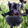 Iris Barbata-Elatior 'Old Black Magic' (Hohe Bartschwertlilie) 2 Iris Barbata-Elatior 'Old Black Magic' (Hohe Bartschwertlilie) -StaudenWelt Verkäufe 2000540 Iris 20Barbata Elatior 20Old 20Black 20Magic Hohe 20Bartschwertlilie 1 802d4fd8 1735 496f 8437 3c3103df92d1