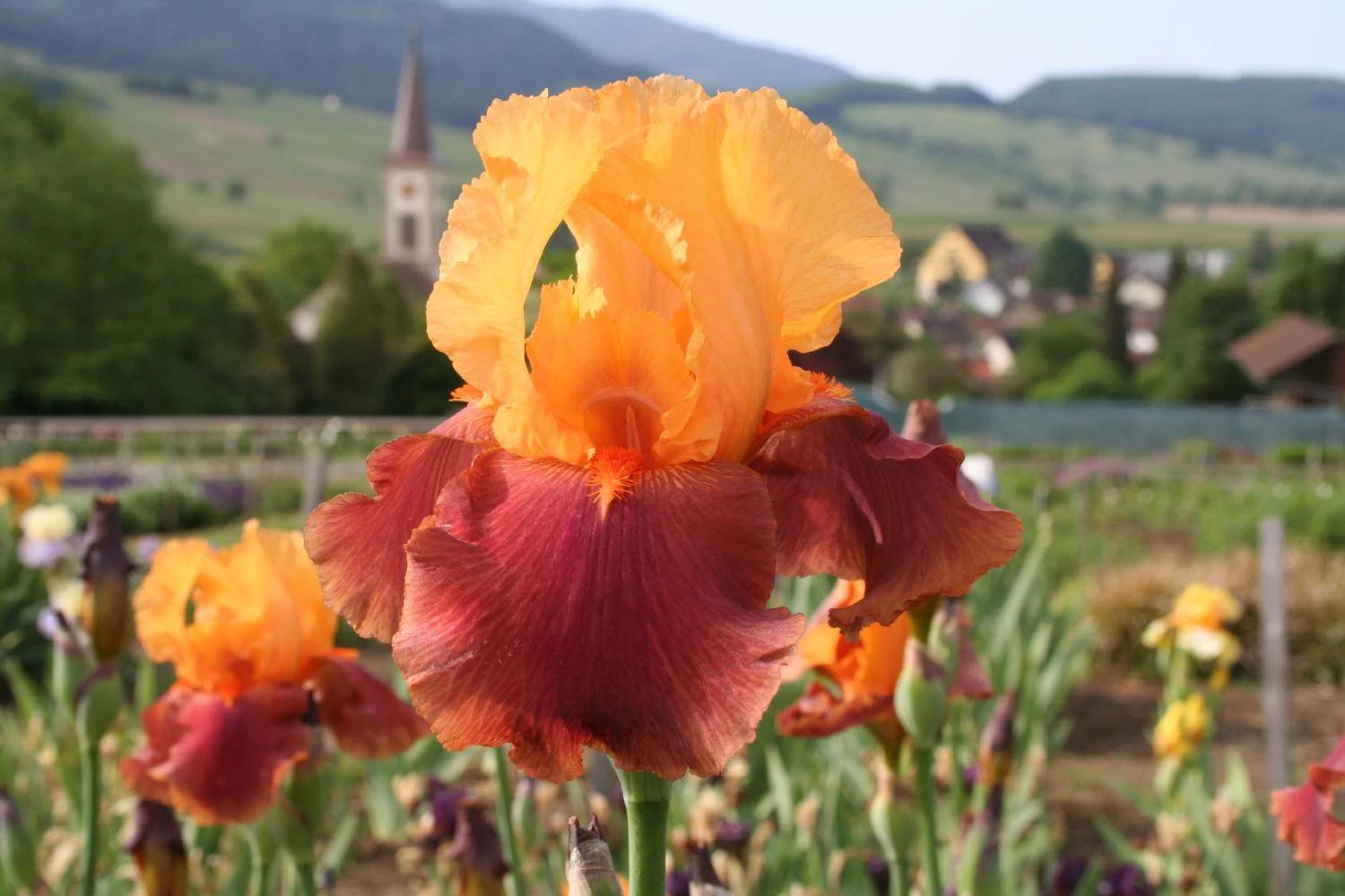 Iris Barbata-Elatior 'Torero' (Hohe Bartschwertlilie) 3 Iris Barbata-Elatior 'Torero' (Hohe Bartschwertlilie)