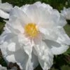 Paeonia Suffruticosa 'Renkaku' (Strauchpfingstrose 'Kranichschar')
