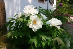 Paeonia Suffruticosa 'Renkaku' (Strauchpfingstrose 'Kranichschar') -StaudenWelt Verkäufe 2000648 Paeonia 20suffruticosa 20Renkaku Strauchpfingstrose 20Kranichschar 4 8f2e5d26 05ac 45da 9c6f 29f123fc6e00