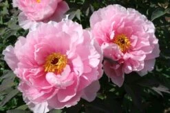 Paeonia Suffruticosa 'Yachiyo Tsubaki' (Strauchpfingstrose 'Unvergängliche Kamelie') 12 Paeonia Suffruticosa 'Yachiyo Tsubaki' (Strauchpfingstrose 'Unvergängliche Kamelie') -StaudenWelt Verkäufe 2000666 Paeonia 20suffruticosa 20Yachiyo 20Tsubaki Strauchpfingstrose 20Unvergaengliche 20Kamelie 4