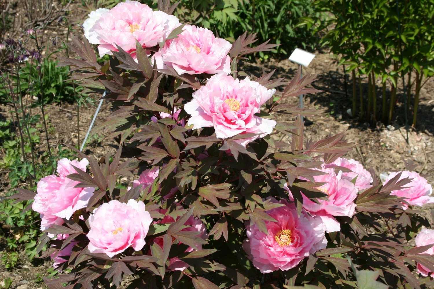 Paeonia Suffruticosa 'Yachiyo Tsubaki' (Strauchpfingstrose 'Unvergängliche Kamelie') 7 Paeonia Suffruticosa 'Yachiyo Tsubaki' (Strauchpfingstrose 'Unvergängliche Kamelie') – Bild 5