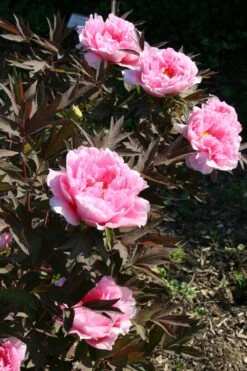 Paeonia Suffruticosa 'Yachiyo Tsubaki' (Strauchpfingstrose 'Unvergängliche Kamelie') 15 Paeonia Suffruticosa 'Yachiyo Tsubaki' (Strauchpfingstrose 'Unvergängliche Kamelie') -StaudenWelt Verkäufe 2000666 Paeonia 20suffruticosa 20Yachiyo 20Tsubaki Strauchpfingstrose 20Unvergaengliche 20Kamelie 7