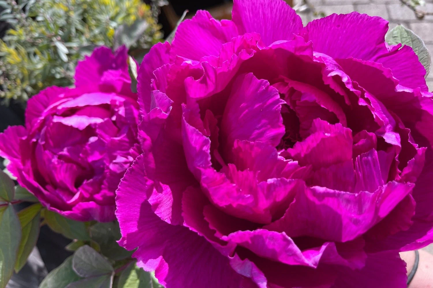 Paeonia Suffruticosa 'Shima Daijin' (Strauchpfingstrose 'Neuer Blumenminister') 4 Paeonia Suffruticosa 'Shima Daijin' (Strauchpfingstrose 'Neuer Blumenminister') – Bild 2