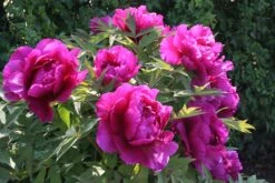 Paeonia Suffruticosa 'Shima Daijin' (Strauchpfingstrose 'Neuer Blumenminister') 14 Paeonia Suffruticosa 'Shima Daijin' (Strauchpfingstrose 'Neuer Blumenminister') -StaudenWelt Verkäufe 2000723 Paeonia 20suffruticosa 20Shima 20Daijin Strauchpfingstrose 20Neuer 20Blumenminister 6