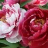 Paeonia Suffruticosa 'Shima Nishiki' (Strauchpfingstrose 'Inselbrokat') -StaudenWelt Verkäufe 2000724 Paeonia 20suffruticosa 20Shima 20Nishiki Strauchpfingstrose 20Inselbrokat 1 d9b6a3f5 5ba0 442e ad45 326b3ab79831