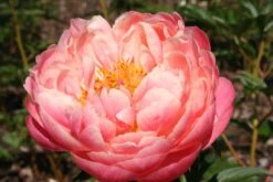 Paeonia Lactiflora 'Coral Charm' (Staudenpfingstrose)