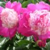 Paeonia Lactiflora 'Gay Paree' (Staudenpfingstrose)