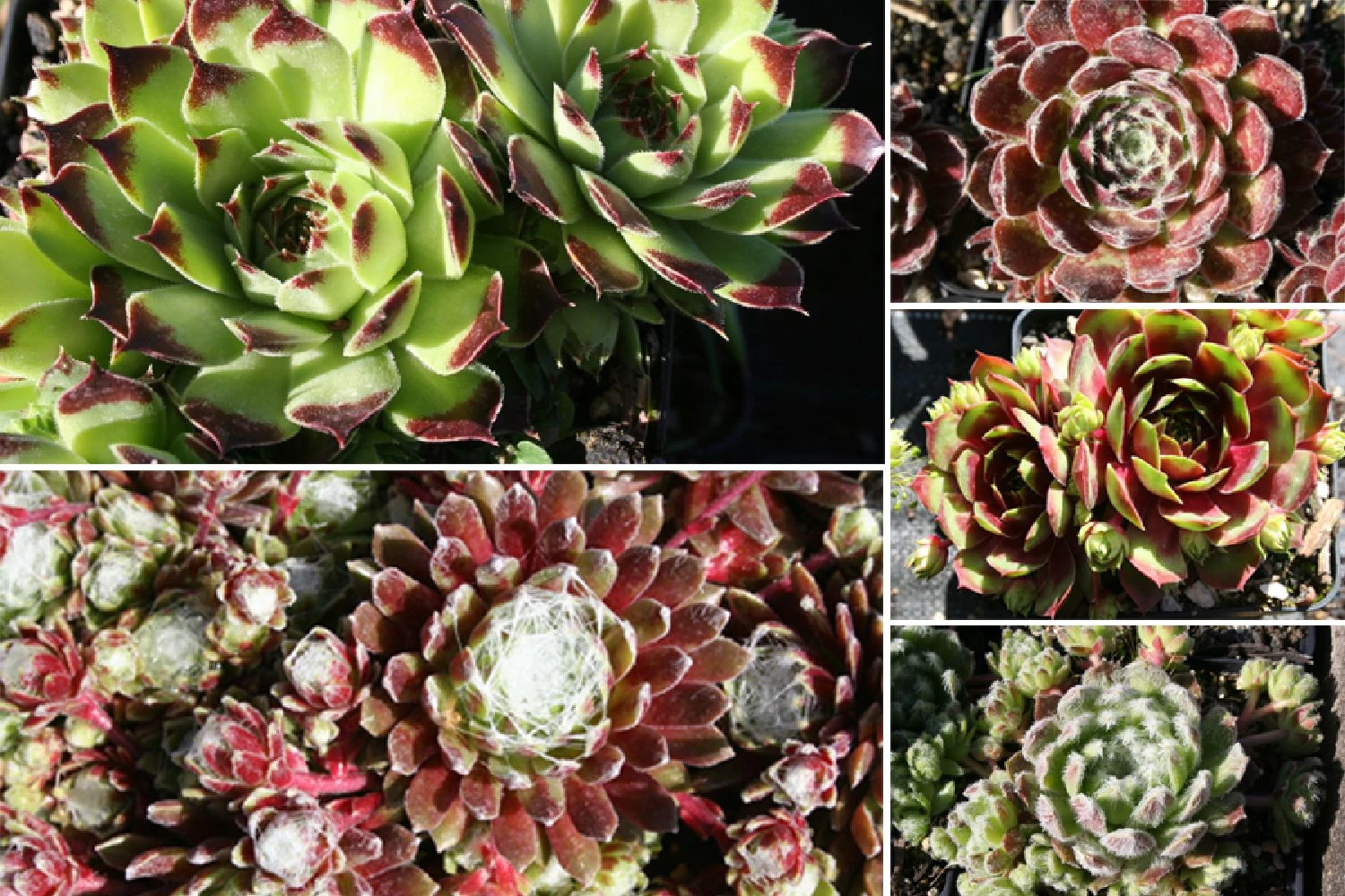 Sempervivum-Sortiment 5 Verschiedene Sorten (Garten-Hauswurz)