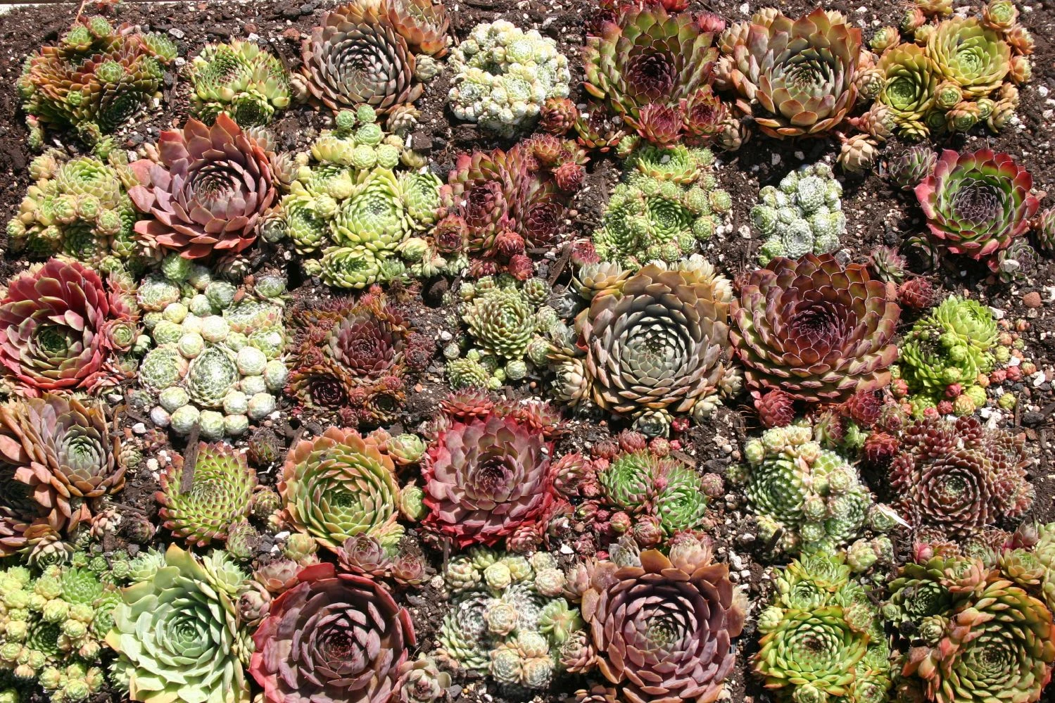 Sempervivum-Sortiment 20 Verschiedene Sorten (Garten-Hauswurz) 2 Sempervivum-Sortiment 20 Verschiedene Sorten (Garten-Hauswurz)