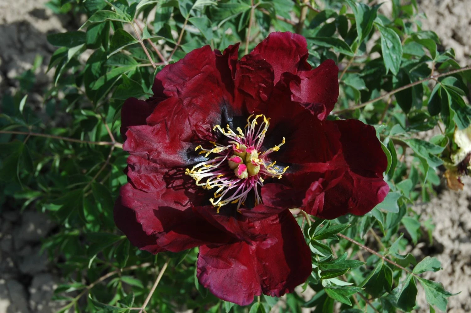 Paeonia Rockii 'Ye Guang Bei' (Strauchpfingstrose 'Leuchtendes Glas In Der Nacht') 3 Paeonia Rockii 'Ye Guang Bei' (Strauchpfingstrose 'Leuchtendes Glas In Der Nacht')