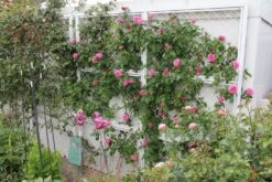 Rose 'Gertrude Jekyll' (Englische Rose) 8 Rose 'Gertrude Jekyll' (Englische Rose) -StaudenWelt Verkäufe 2001635 Rose 20Gertrude 20Jekyll Englische 20Rose 3