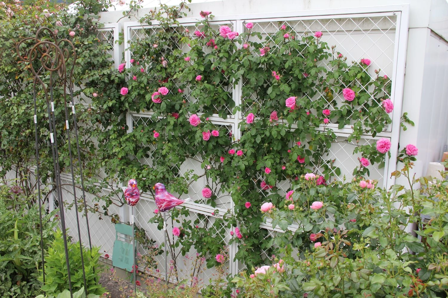 Rose 'Gertrude Jekyll' (Englische Rose) 5 Rose 'Gertrude Jekyll' (Englische Rose) – Bild 3