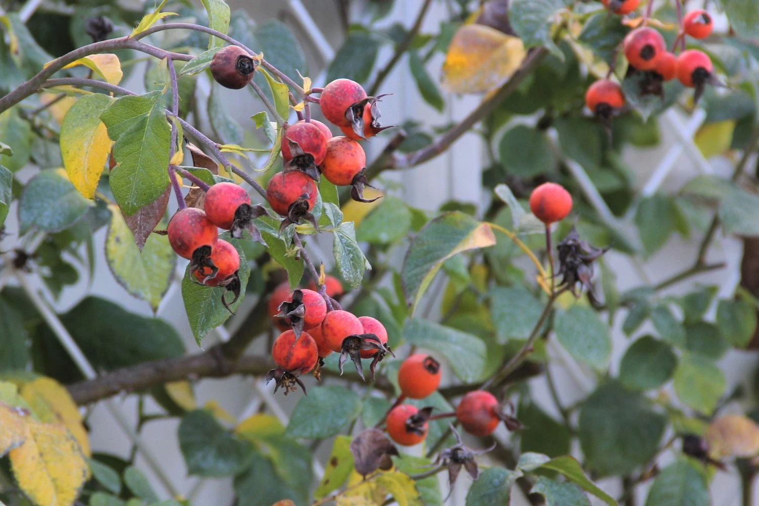 Rose 'Gertrude Jekyll' (Englische Rose) 6 Rose 'Gertrude Jekyll' (Englische Rose) – Bild 4