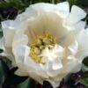 Paeonia Itoh-Hybride 'White Emperor' (Intersektionelle Pfingstrose) 2 Paeonia Itoh-Hybride 'White Emperor' (Intersektionelle Pfingstrose) -StaudenWelt Verkäufe 2001771 Paeonia 20Itoh Hybride 20White 20Emperor Intersektionelle 20Pfingstrose 1