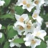 Philadelphus 'Belle Etoile' (Falscher Jasmin | Bauernjasmin) -StaudenWelt Verkäufe 2001800 Philadelphus 20Belle 20Etoile Falscher 20Jasmin 20 20Bauernjasmin 1
