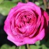 Rose 'Heidi Klum' (Zwergrose | Patiorose) -StaudenWelt Verkäufe 2001988 Rose 20Heidi 20Klum Zwergrose 20 20Patiorose 1