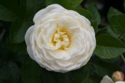 Rose 'Artemis' (Strauchrose) -StaudenWelt Verkäufe 2002002 Rose 20Artemis Strauchrose 3