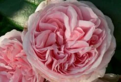 Rose 'Giardina' (Kletterrose)