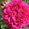 Rose 'William Shakespeare 2000' (Englische Rose) -StaudenWelt Verkäufe 2002093 Rose 20William 20Shakespeare 202000 Englische 20Rose 1