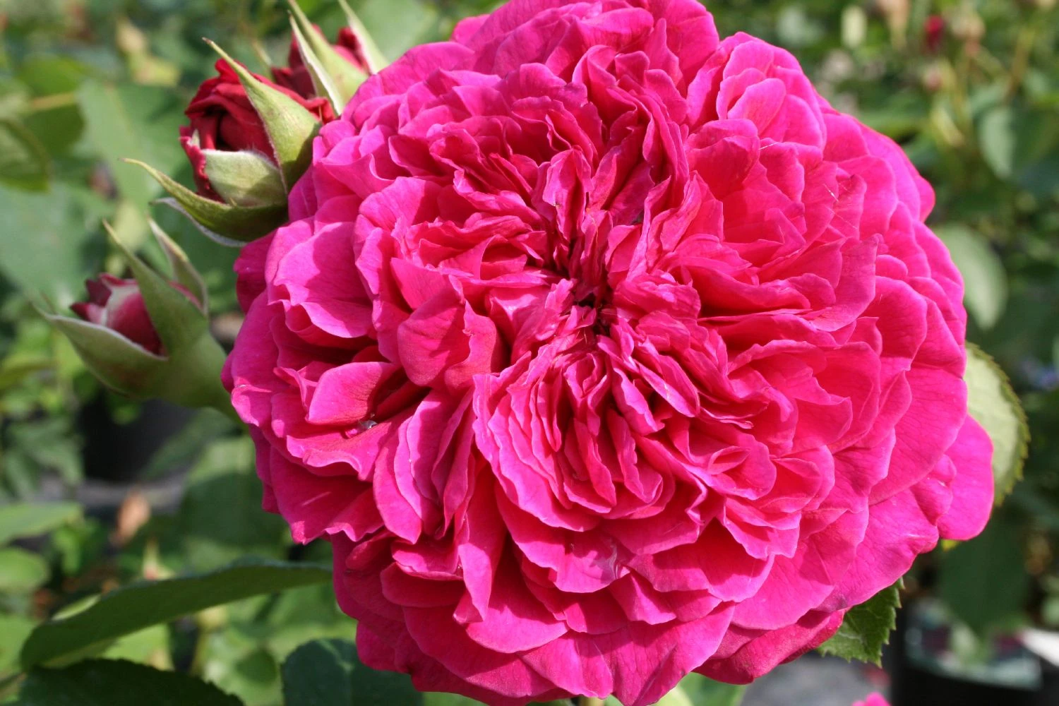 Rose 'William Shakespeare 2000' (Englische Rose) 3 Rose 'William Shakespeare 2000' (Englische Rose)
