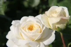 Rose 'Tranquility' (Englische Rose) -StaudenWelt Verkäufe 2002095 Rose 20Tranquility Englische 20Rose 2