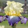 Iris Barbata-Elatior 'Bel Avenir' (Hohe Bartschwertlilie) -StaudenWelt Verkäufe 2002166 Iris 20Barbata Elatior 20Bel 20Avenir Hohe 20Bartschwertlilie 1 905c3bfd dbb1 4121 b2cc 68524dc66638