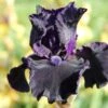 Iris Barbata-Elatior 'Obsidian' (Hohe Bartschwertlilie) 2 Iris Barbata-Elatior 'Obsidian' (Hohe Bartschwertlilie) -StaudenWelt Verkäufe 2002170 Iris 20Barbata Elatior 20Obsidian Hohe 20Bartschwertlilie 1 038c7cea 4ce5 476b 9c18 79e7b905cbff