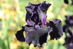 Iris Barbata-Elatior 'Obsidian' (Hohe Bartschwertlilie)