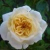 Rose 'Honeymilk' (Zwergrose | Patiorose) -StaudenWelt Verkäufe 2002260 Rose 20Honeymilk Zwergrose 20 20Patiorose 1