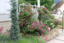 Rose 'Perennial Blue' (Rambler) -StaudenWelt Verkäufe 2002267 Rose 20Perennial 20Blue Rambler 3