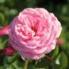 Rose 'Starlet Rose Eva' (Kletterrose) -StaudenWelt Verkäufe 2002269 Rose 20Starlet 20Rose 20Eva 20 Kletterrose 1