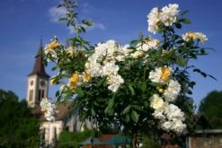 Rose 'Christine Hélène' (Rambler)