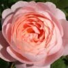 Rose 'Queen Of Sweden' (Englische Rose) -StaudenWelt Verkäufe 2002286 Rose 20Queen 20of 20Sweden Englische 20Rose 1