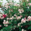 Rose 'Paul's Himalayan Musk' (Rambler) 2 Rose 'Paul's Himalayan Musk' (Rambler) -StaudenWelt Verkäufe 2002295 Rose 20Pauls 20Himalayan 20Musk Rambler 1