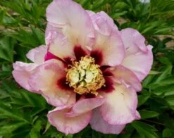 Paeonia Itoh-Hybride 'Pastel Splendor' (Intersektionelle Pfingstrose)