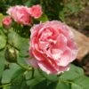 Rose Damascena 'Trigintipetala' (Historische Rose) -StaudenWelt Verkäufe 2002428 Rose 20damascena 20Trigintipetala Historische 20Rose 1